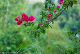 Bougainvillea