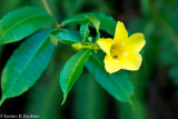 Rest Stop - Allamanda with Guest