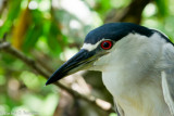 Black Crowned Night Heron