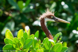 Young Tricoloured Heron