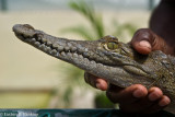 Crocodile