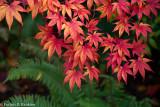 My Frontyard Maple Meets Fall V