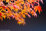 My Frontyard Maple Meets Fall III