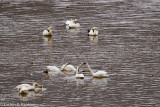 Tundra Swans II - Franz Lake Wildlife Refuse