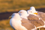 Gulls