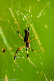 Golden Silk Orb-weaver Spider