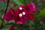 Bougainvillea