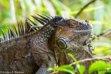 Iguana I