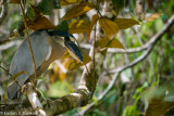 Boat-billed Heron (Cochlearius cochlearius) II