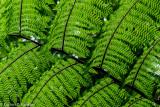 Tree Fern Fronds