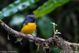 Slate Throated Redstart III