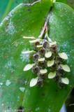 Colonized Leaf