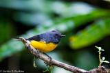 Slate Throated Redstart IV