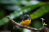 Slate Throated Redstart V