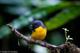 Slate Throated Redstart VI