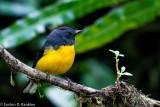 Slate Throated Redstart VII