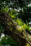 Bromeliads