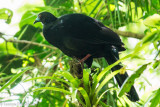 Black Guan (Chamaepetes unicolor)