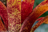 Bromeliad
