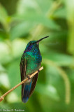 Green Violet Ear Hummingbird
