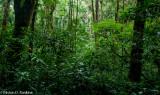 The Forest