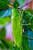 Horned Katydid (Copiphora rhinoceros)