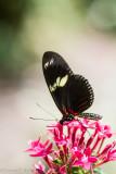 Butterfly (Haliconius doris)