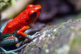 Strawberry Poison-Dart Frog (Oophaga pumilio)