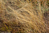 At the End of the Dry Season II