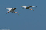 White Ibis V