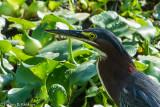 Green Heron (Butorides virescens)