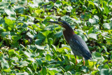 Green Heron (Butorides virescens) II