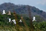 White Ibis VI