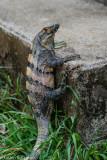 Ctenosaur (Ctenosaur similis) V