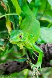 DSC00151.jpg