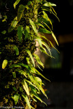 DSC00236.jpg
