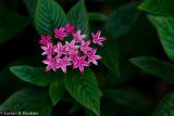 Pentas