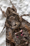 Hawk Moth