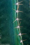 Thorns
