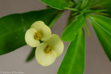 Yellow Crown of Thorns - Euphorbia milii forma lutea