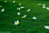 Fallen Flowers