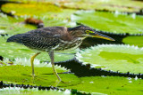 American bittern (Botaurus lentiginosus)