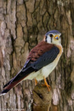 Kestrel