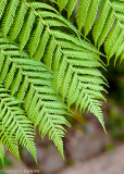 Fern