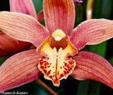 Orchid