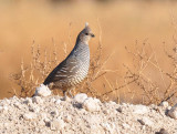 Scaled Quail
