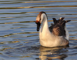 domestic goose