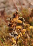 Cockle burrs at the seep