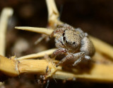 jumping spider