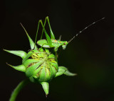 katydid on sunflower bud